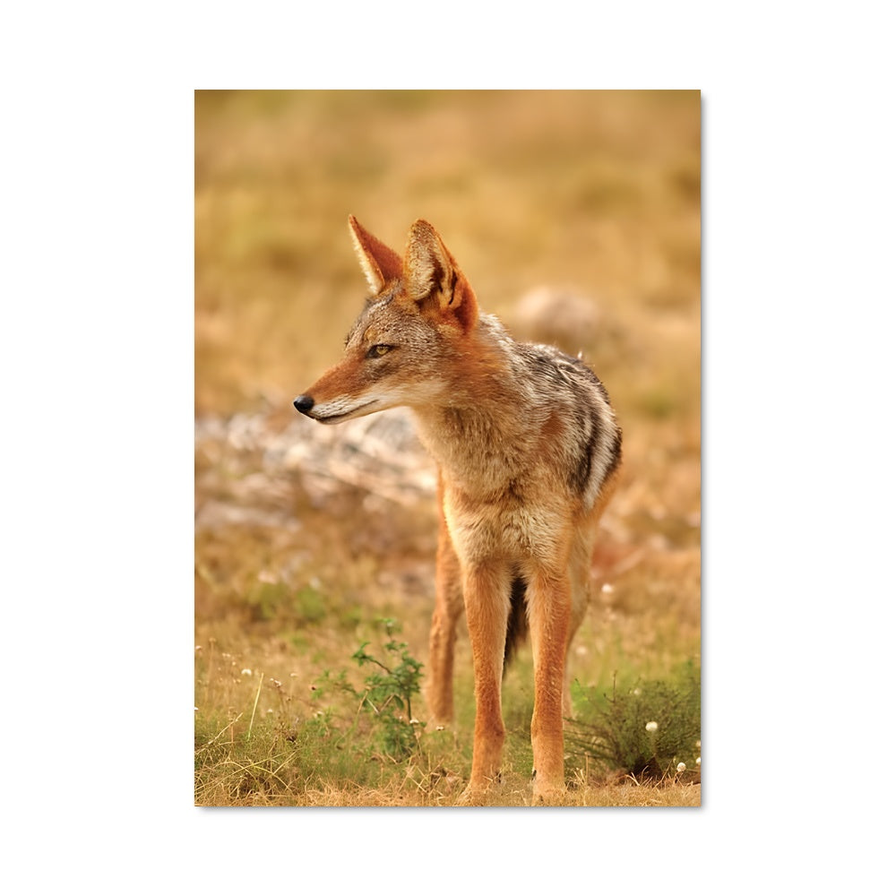 Poster L'Ombre du Coyote