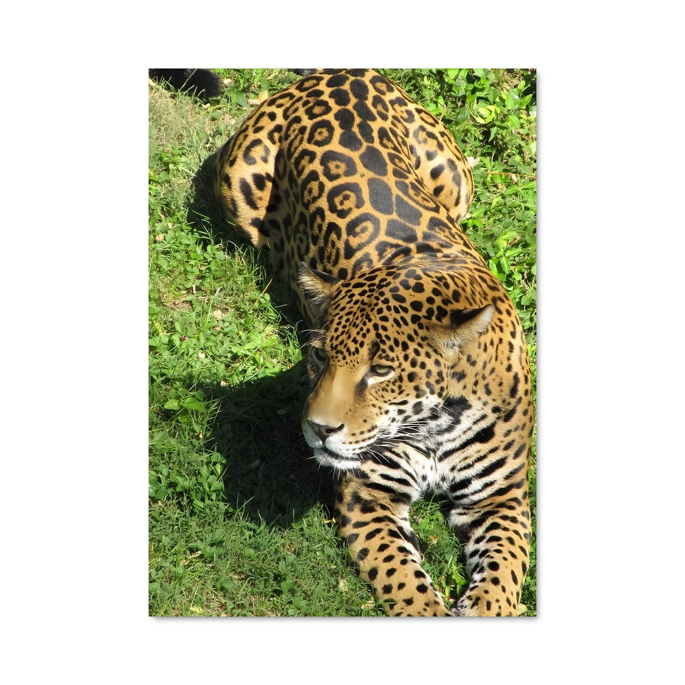 Poster Jaguar dans l'Herbe