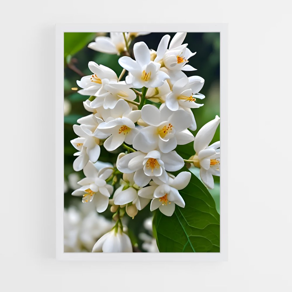 ap-jasmine-4 cadre Blanc