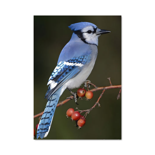 Poster Le Geai des Chênes
