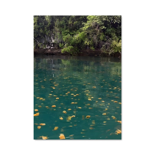 Poster Jellyfish lake 93569