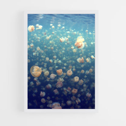 ap-jellyfish lake-1 cadre Blanc