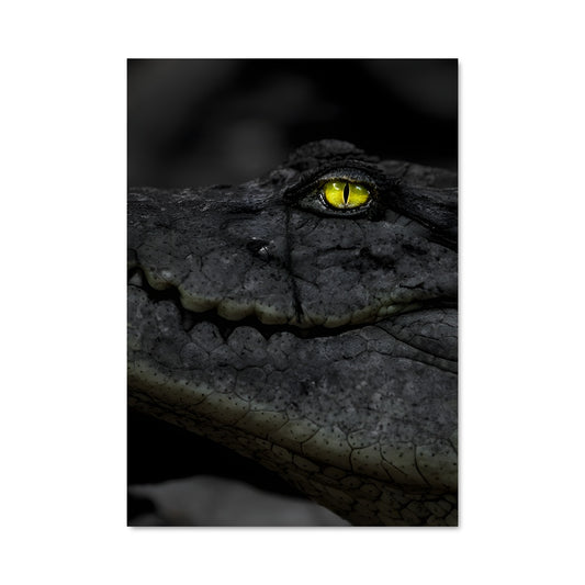 Poster Regard du Crocodile