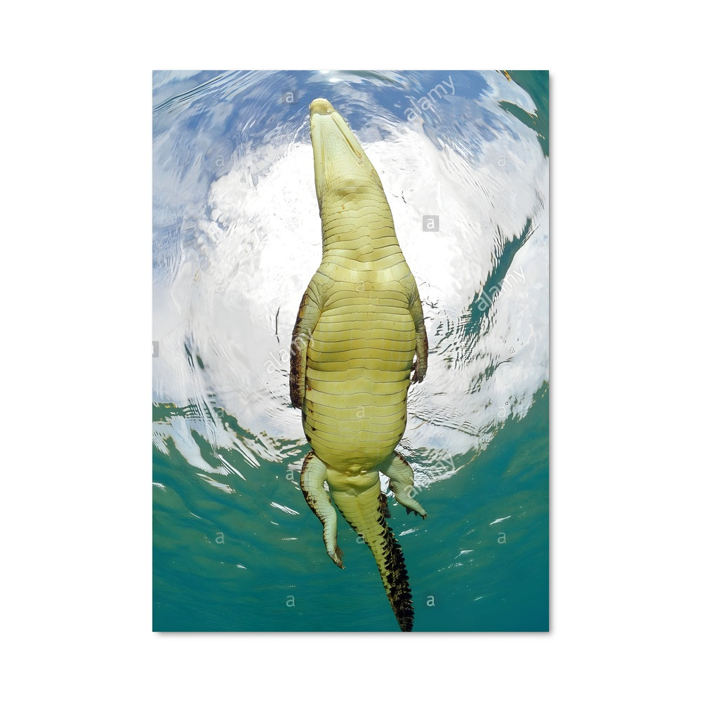 Poster Kachikally crocodile pool 86448