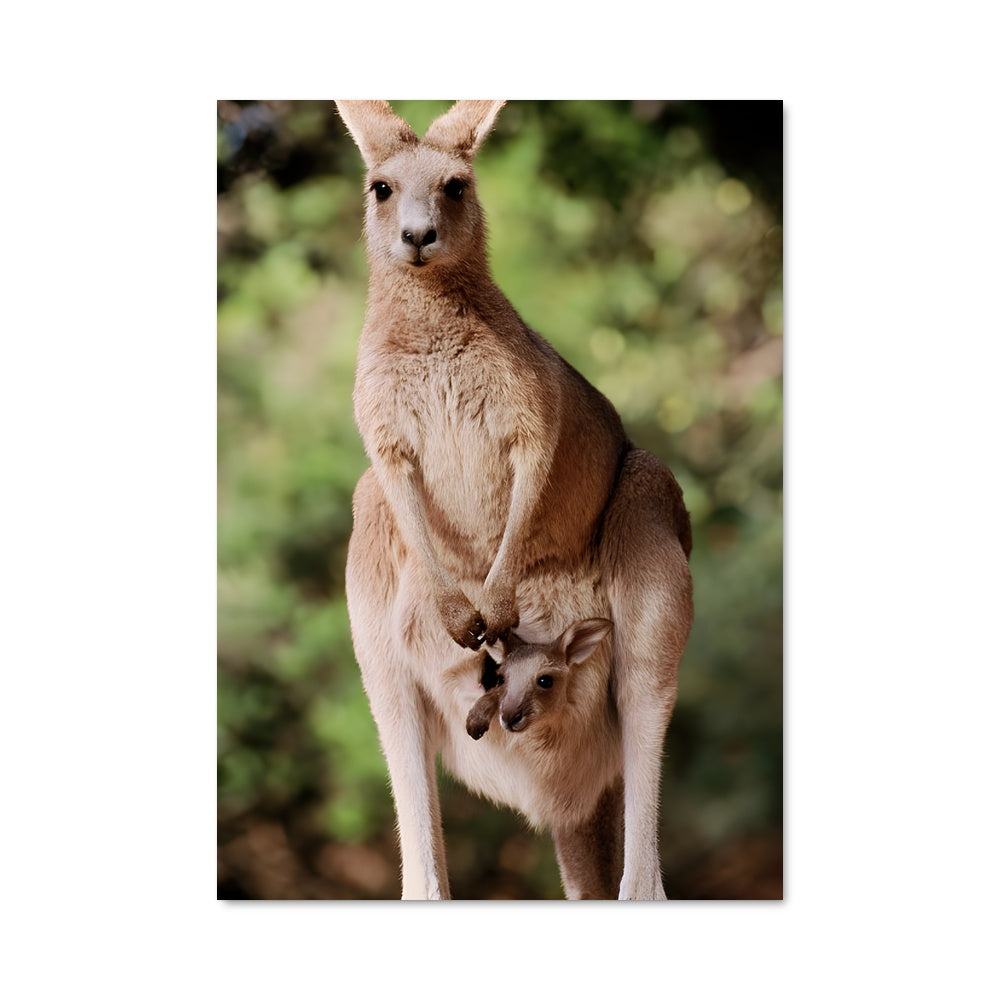 Poster Maman Kangourou