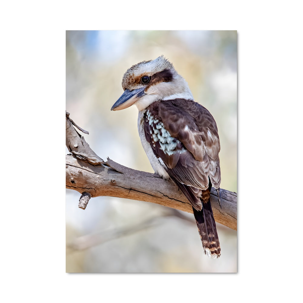 Poster Chant du Kookaburra
