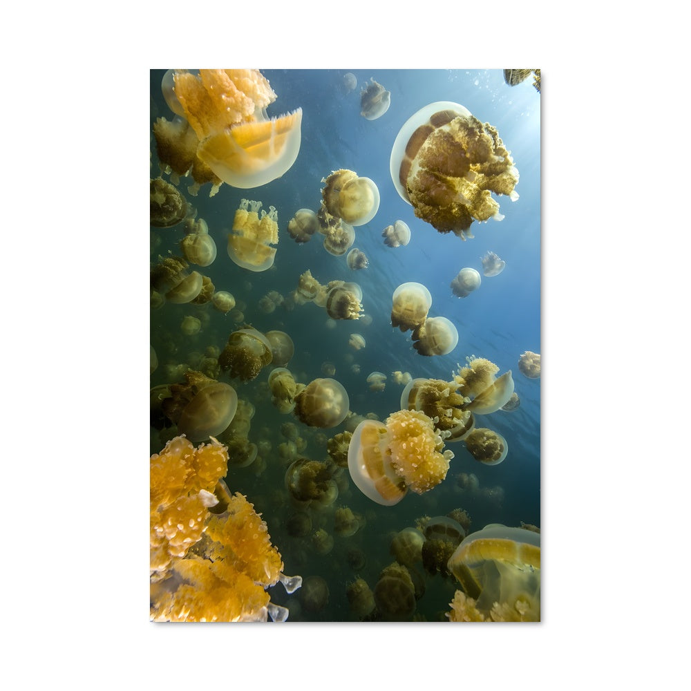 Poster Danse Méduse