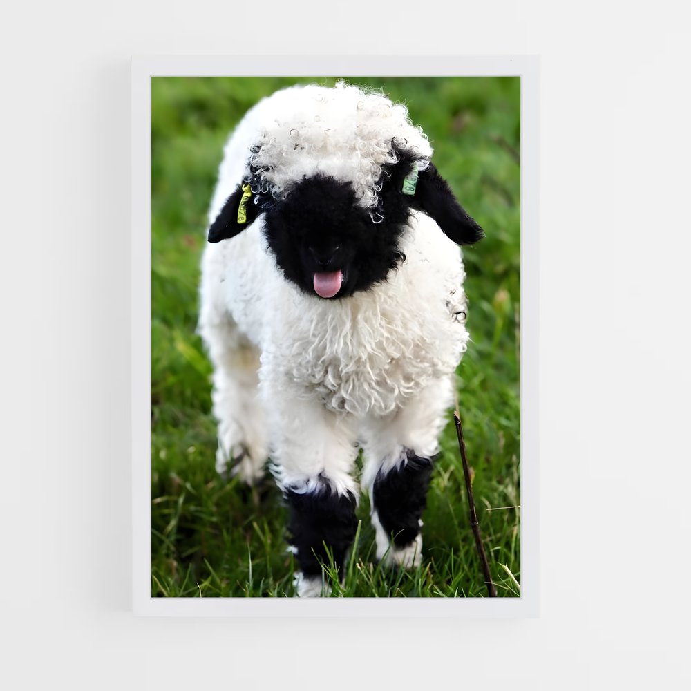 ap-lamb-14 cadre Blanc