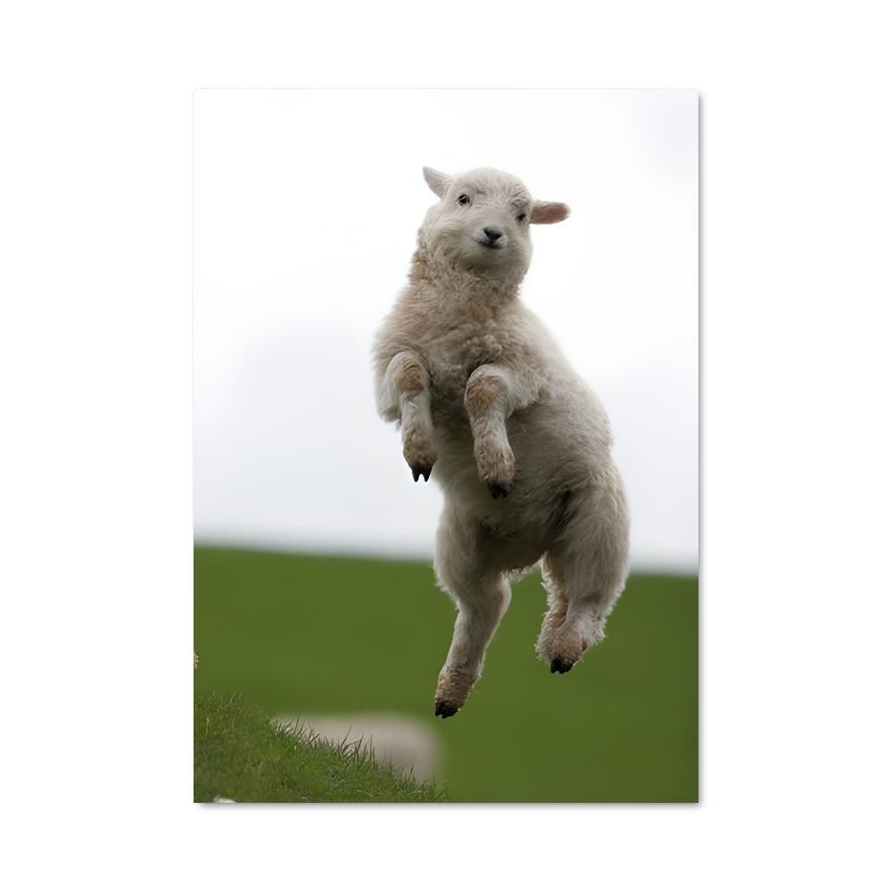 Poster Agilité Ovine