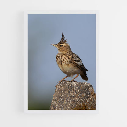ap-lark-2 cadre Blanc