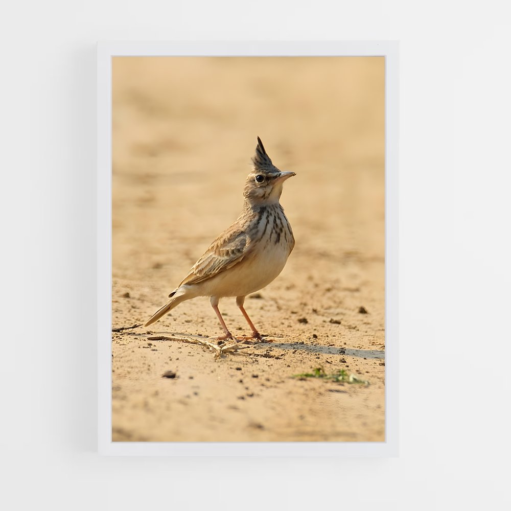 ap-lark-3 cadre Blanc