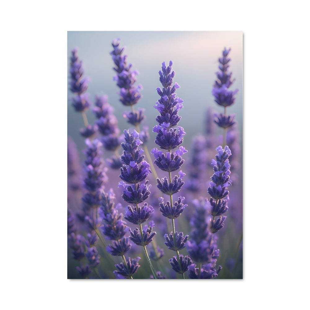Poster Lavender 96620