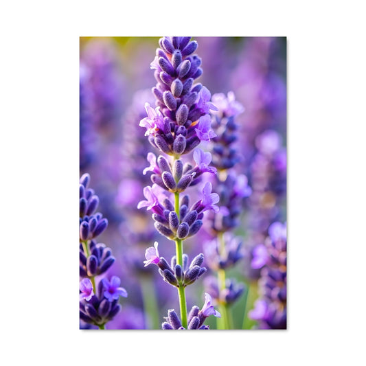 Poster Champ de Lavande