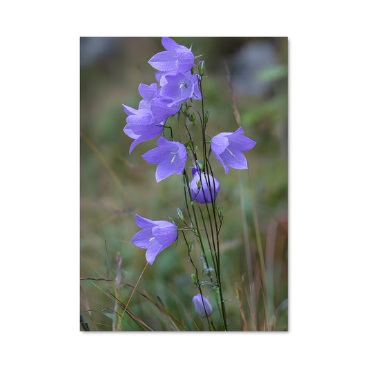 Poster Lavande Envoûtante