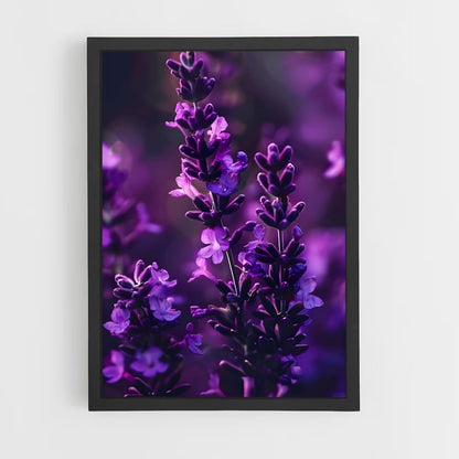 ap-lavender-4 cadre Noir