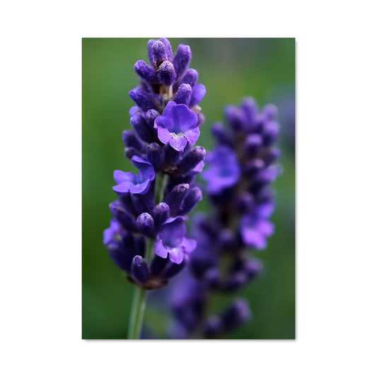 Poster Lavender 96615