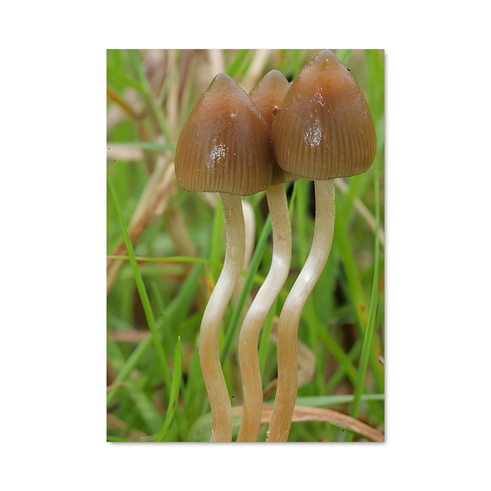 Poster Mystères Fongiques