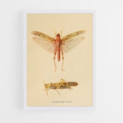 ap-locust-3 cadre Blanc