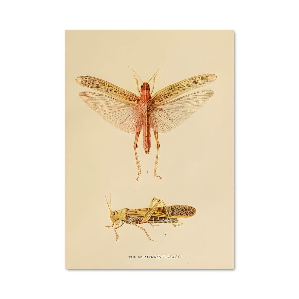 Poster Danse des Locustes