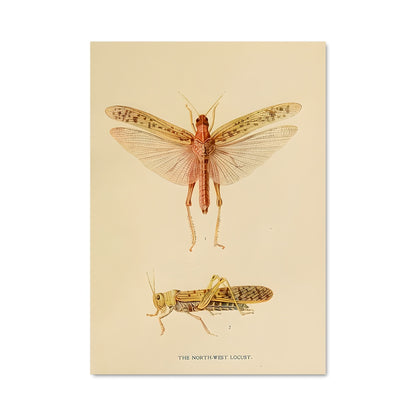 Poster Danse des Locustes