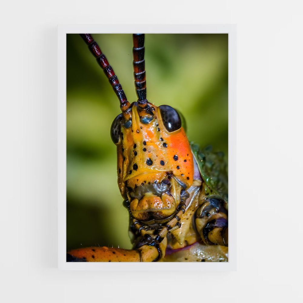 ap-locust-4 cadre Blanc