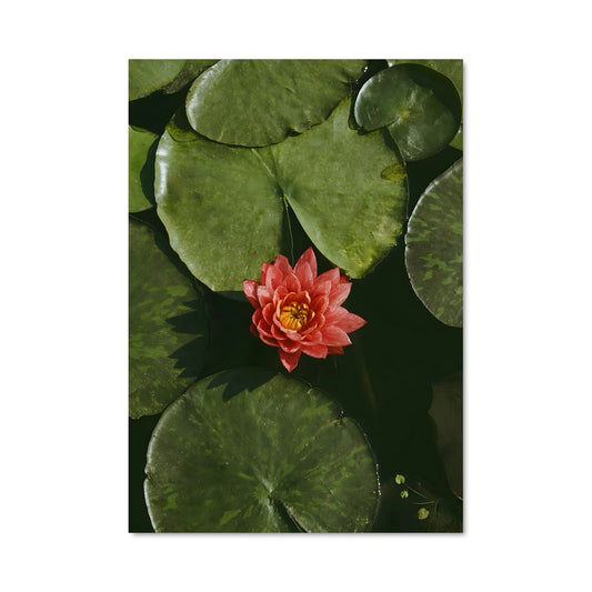 Poster Fleur de Rouge