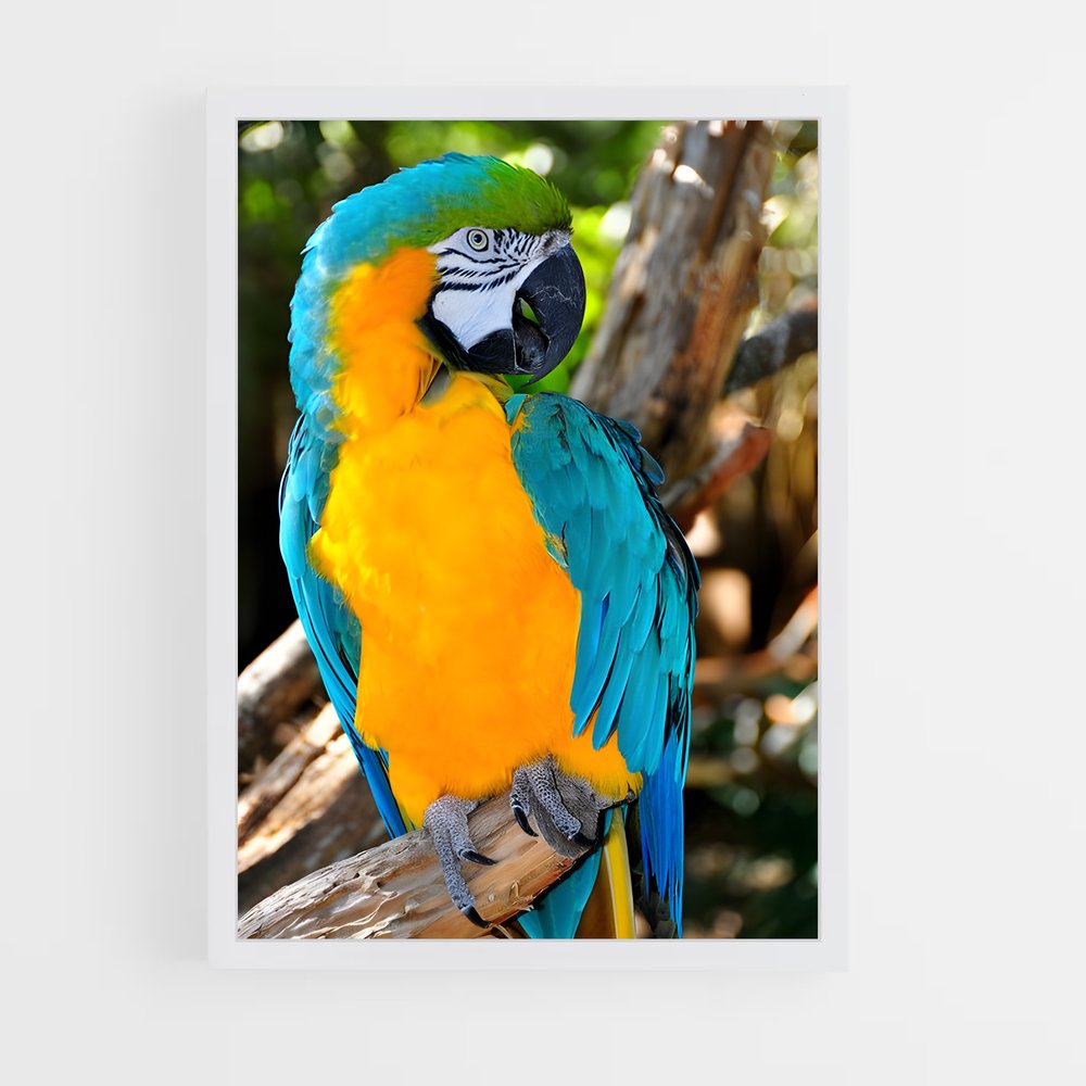 ap-macaw-1 cadre Blanc