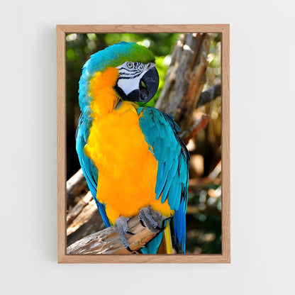 ap-macaw-1 cadre Bois clair