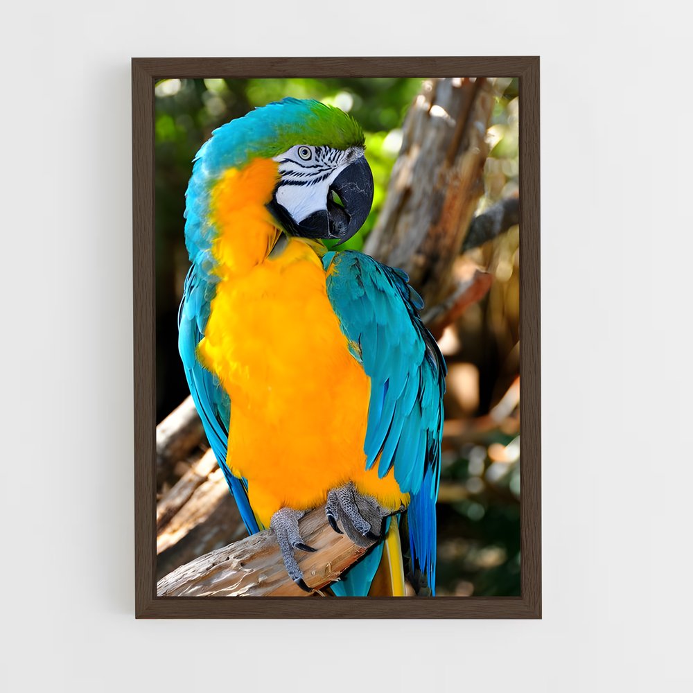 ap-macaw-1 cadre Bois foncé