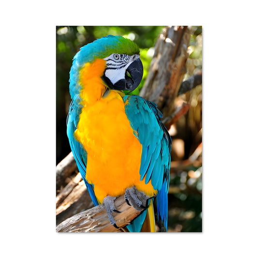 Poster Macaw 83939