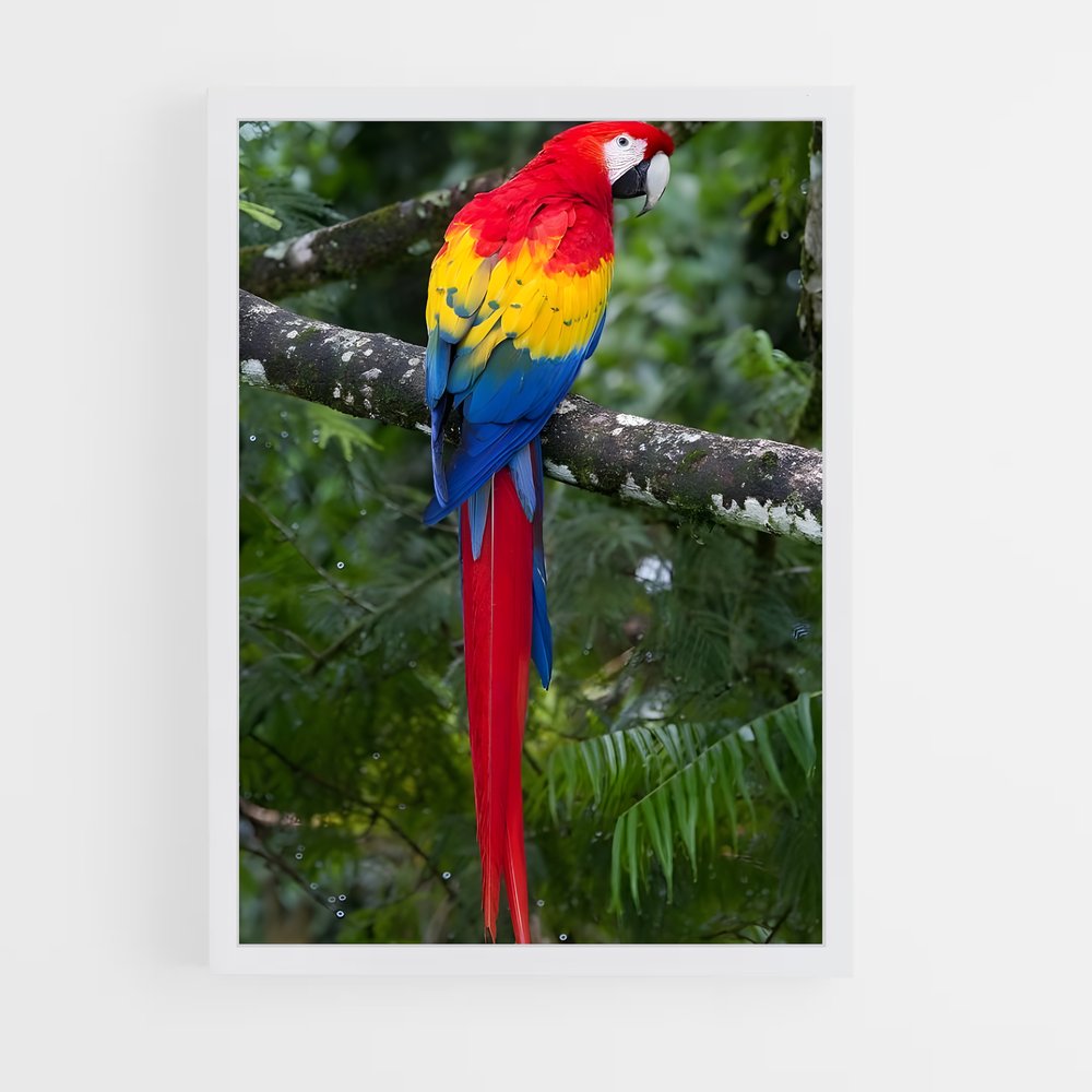 ap-macaw-2 cadre Blanc