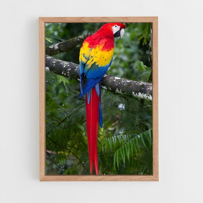 ap-macaw-2 cadre Bois clair