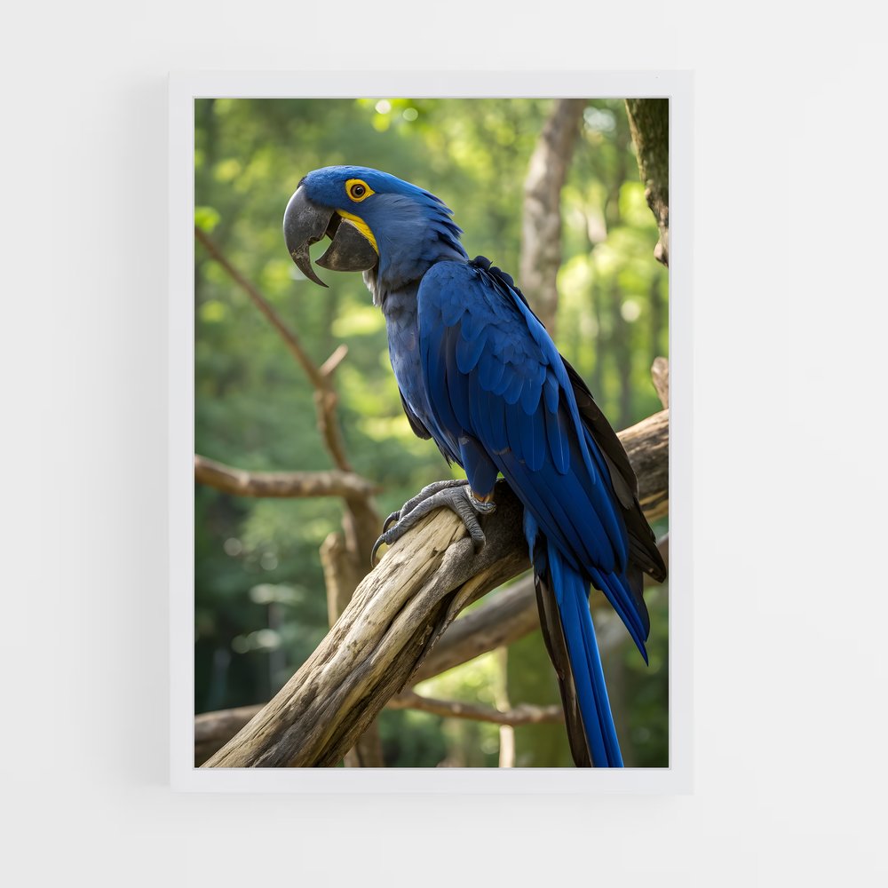 ap-macaw-4 cadre Blanc
