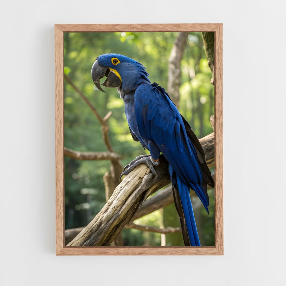 ap-macaw-4 cadre Bois clair