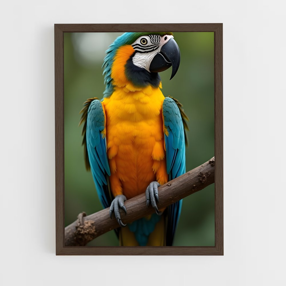 ap-macaw-5 cadre Bois foncé