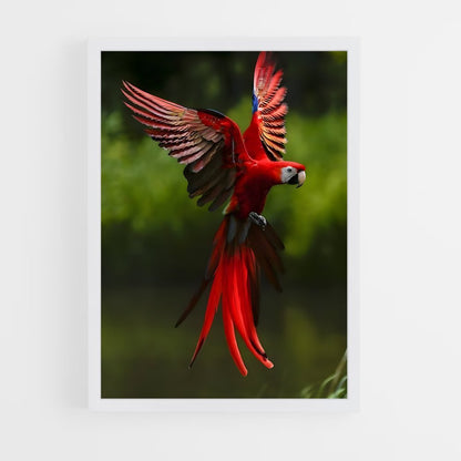 ap-macaw-6 cadre Blanc