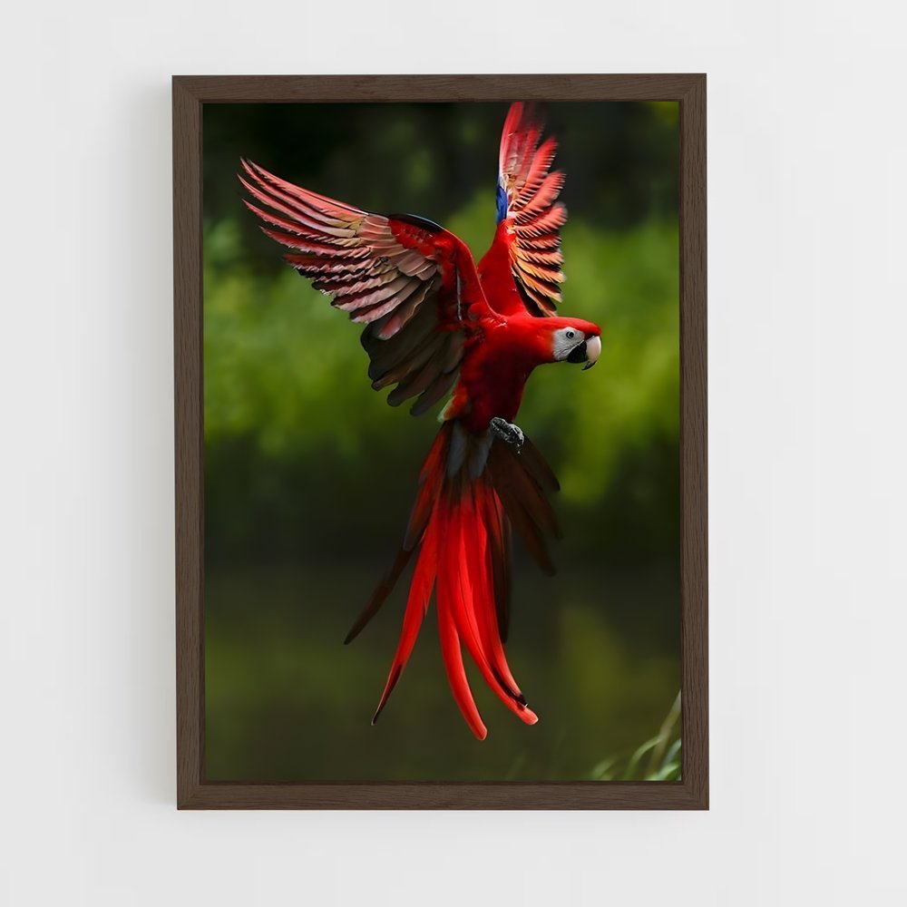ap-macaw-6 cadre Bois foncé