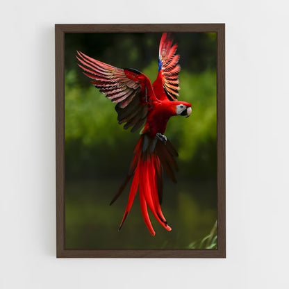 ap-macaw-6 cadre Bois foncé