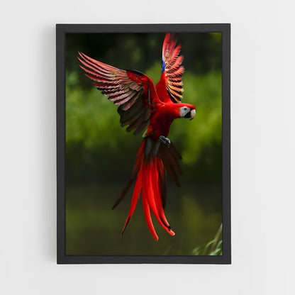 ap-macaw-6 cadre Noir