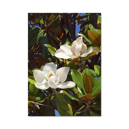 Poster Magnolia 96960