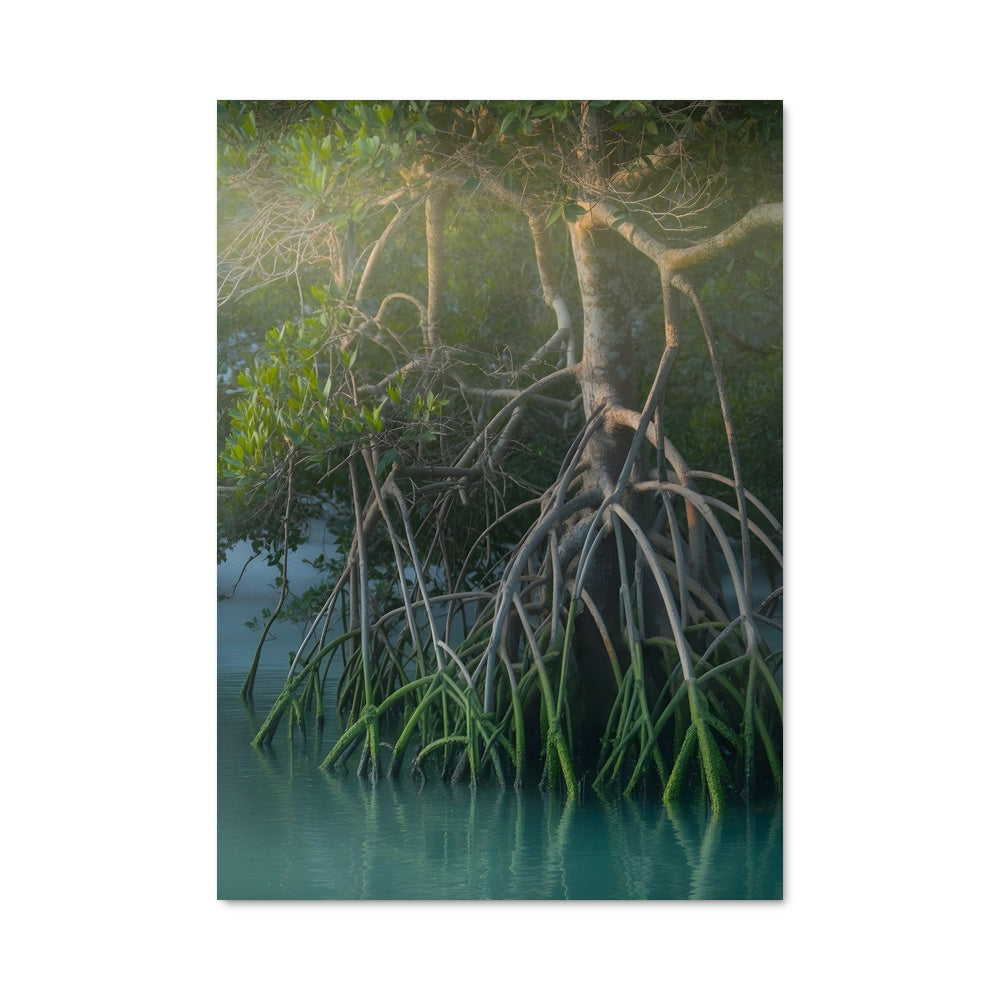 Poster Mystère de la Mangrove