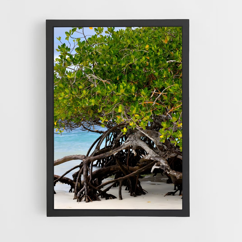 ap-mangrove-9 cadre Noir