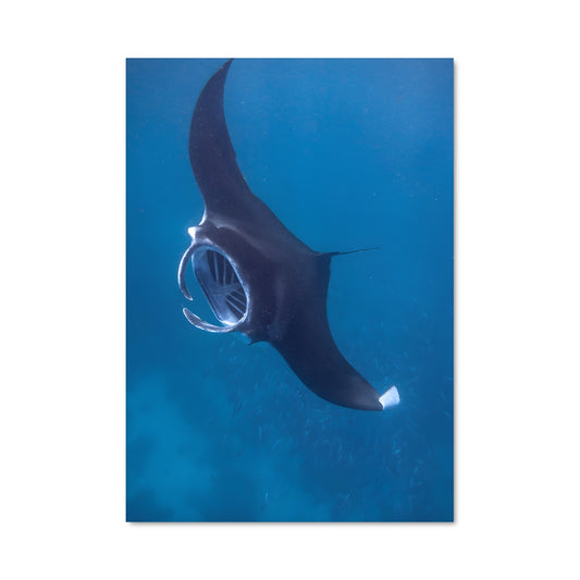 Poster Ombre des Mers