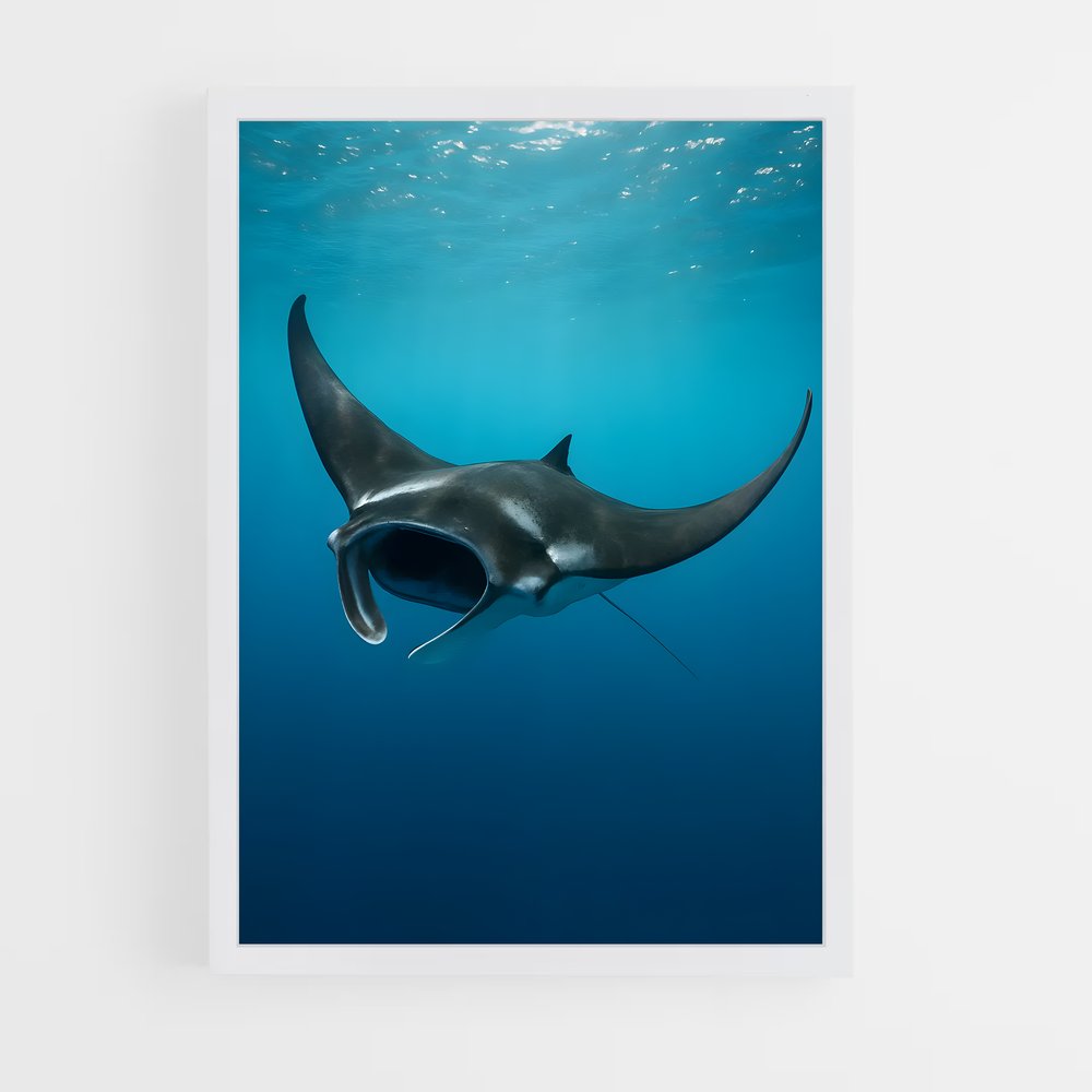 ap-manta ray-1 cadre Blanc