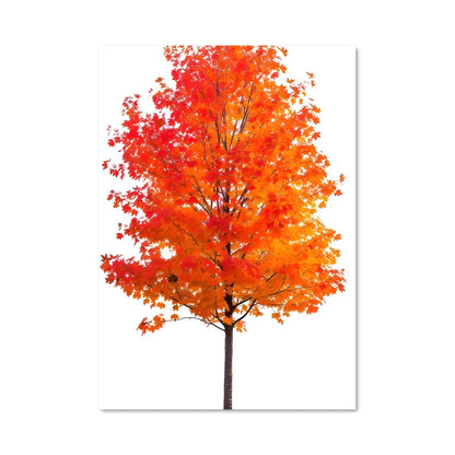 Poster Maple 96967