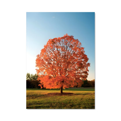 Poster Maple 96990