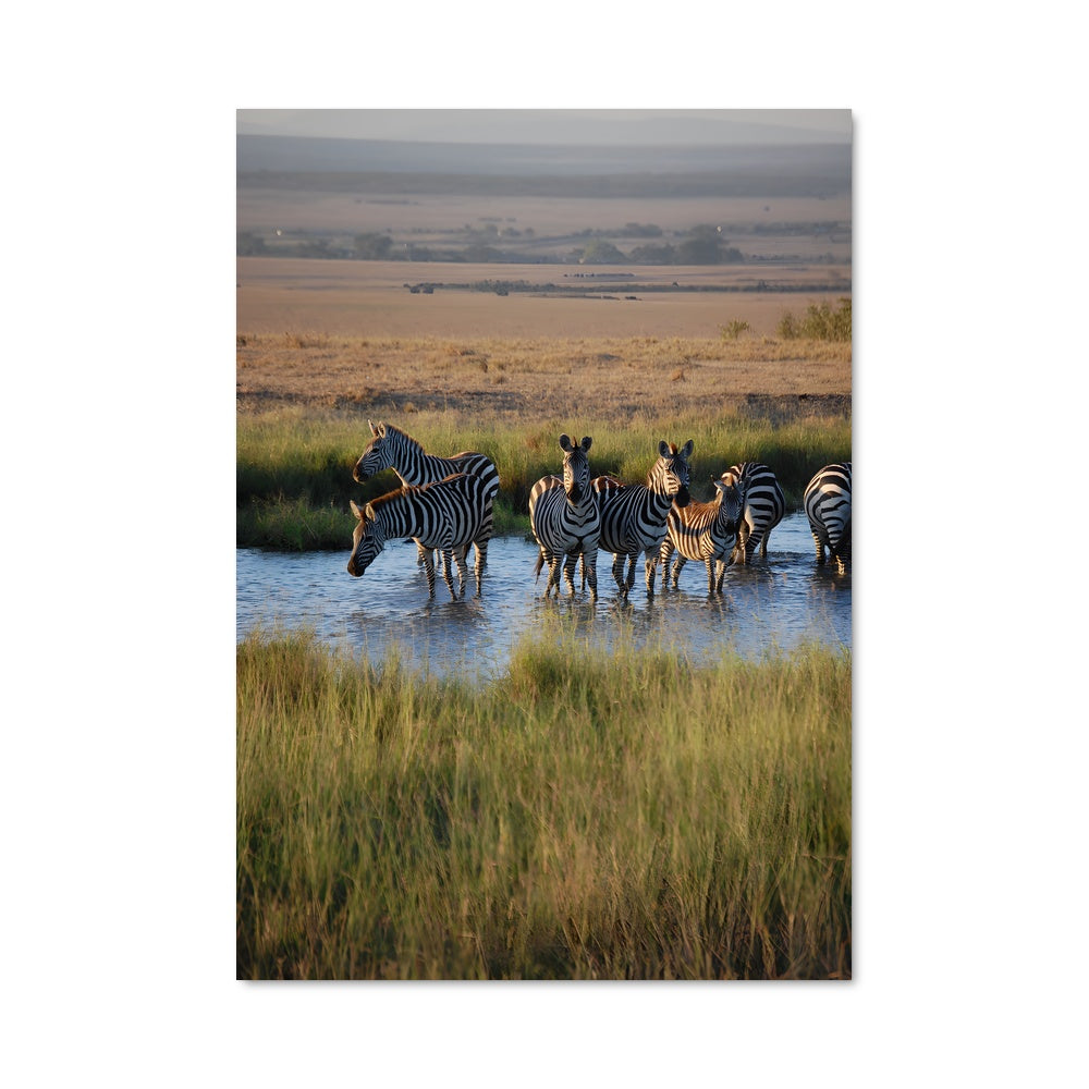 Poster Rafraîchissement des Zèbres