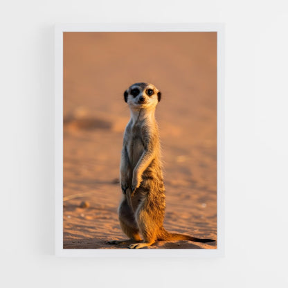 ap-meerkat-1 cadre Blanc