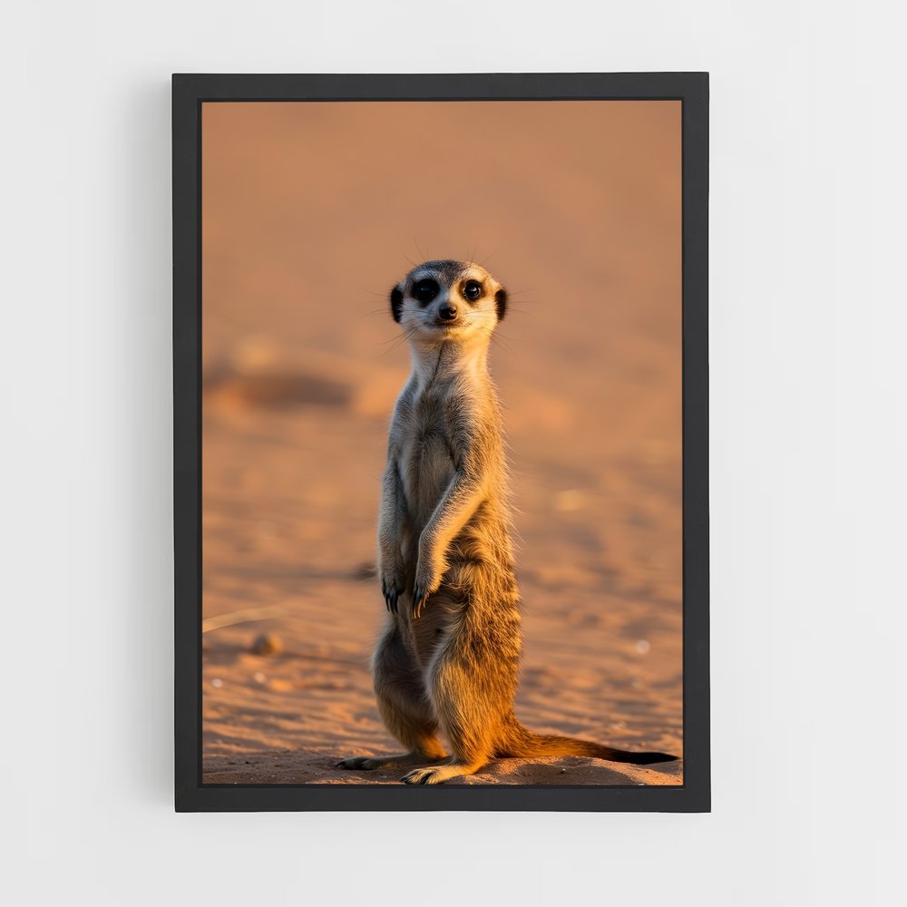 ap-meerkat-1 cadre Noir