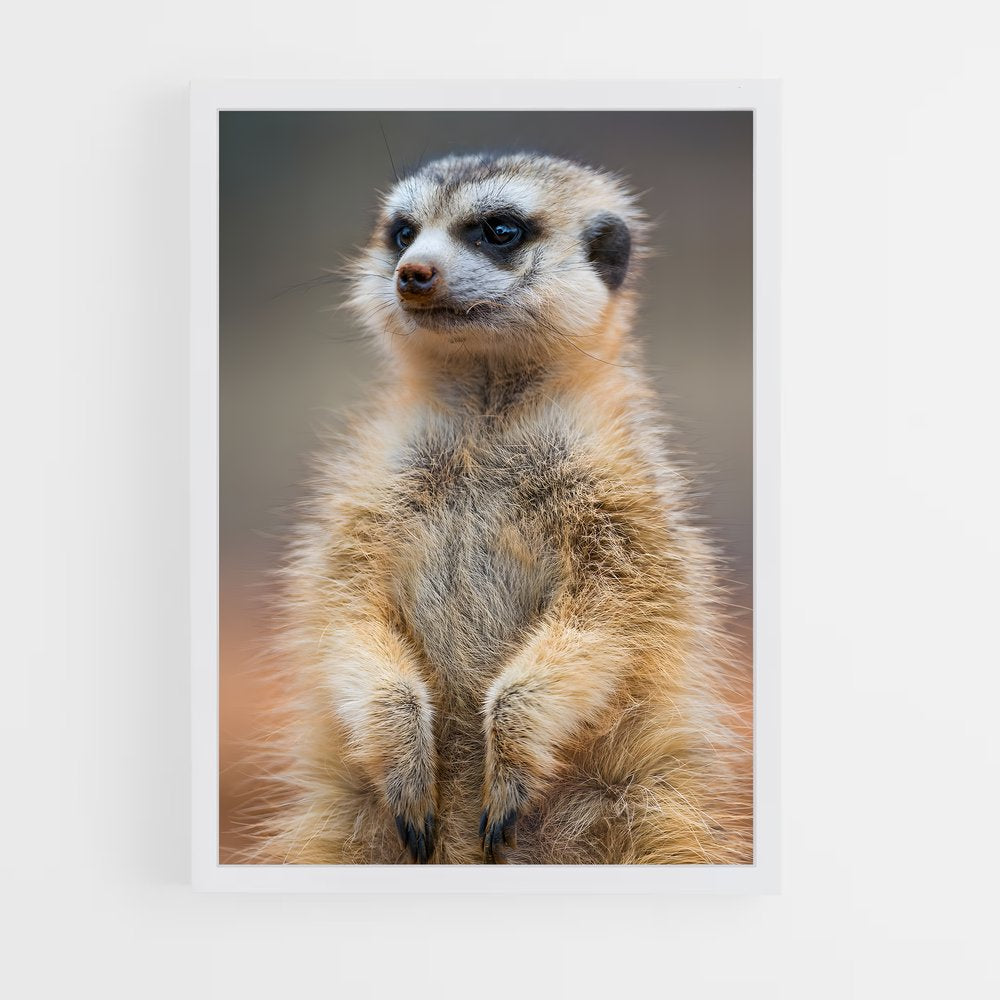 ap-meerkat-10 cadre Blanc